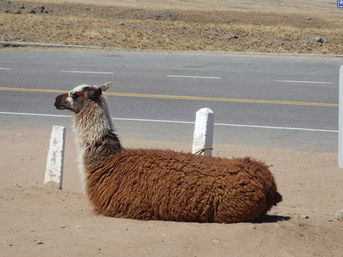 The proprietors have eye catching Lamas tethered to road side markers.